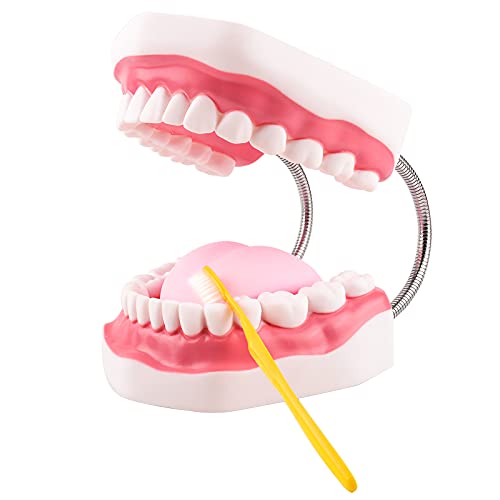Ultrassist Mouth Model Metal Hinge for Speech Therapy, Ideal Brushing Teaching Dental Teeth Model for Kids and Children, 6 Times Enlarge, Includes Toothbrush von Ultrassist