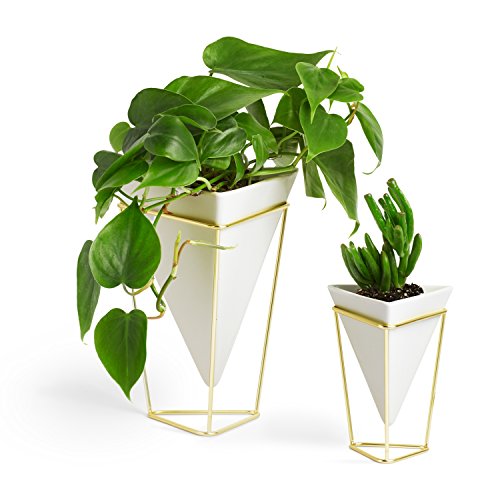 Umbra Trigg Übertopf und Tischvase für Zimmerpflanzen, Sukkulenten, Luftpflanzen, Kakteen, Kunstpflanzen und Mehr, Weiss/Messing, Gross/Klein (2-er Set) Umbra Trigg Übertopf und Tischvase für Zimmerpflanzen, Sukkulenten, Luftpflanzen, Kakteen, Kunstpflanzen und Mehr, Weiss/Messing, Gross/Klein (2-er Set) von Umbra