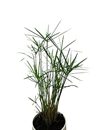 100+ Zyperngras Samen -Zimmer-Zyperngras- -Cyperus alternifolius- WASSER-PALME von Samenchilishop