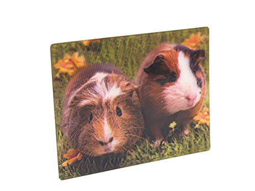 Unbekannt 3 D Magnet Meerschweinchen 9x7cm Kühlschrankmagnete Tiere Haustiere von Unbekannt