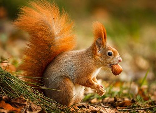 3 D Platzset Eichhörnchen, 2erSet, Tischset, Tier Tiere von Unbekannt