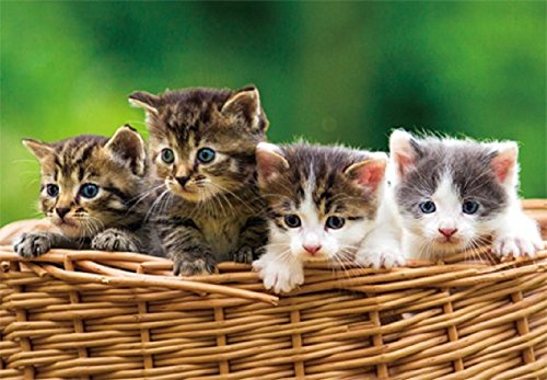 3 D Platzset Katzen, 2erSet, Tischset, Tier Tiere, Katze Kätzchen Haustiere Beige von Unbekannt