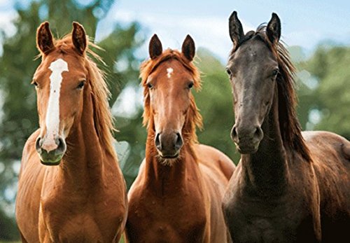 3 D Platzset Pferde, braun, 2erSet, Tischset, Tier Tiere, Pferd Pony von Unbekannt