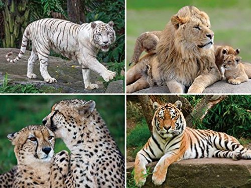 3 D Platzset Raubkatzen, 2erSet, Tischset, Tier Tiere, Löwe Tiger Gepard 3 D Platzset Raubkatzen, 2erSet, Tischset, Tier Tiere, Löwe Tiger Gepard von Unbekannt