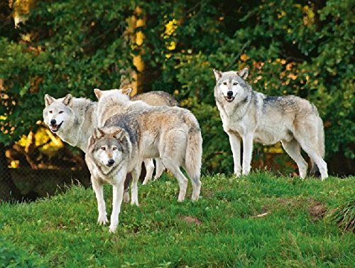 3 D Platzset Wolfsrudel im Wald, 2erSet, Tischset, Tier Tiere, Wolf Wölfe von Unbekannt
