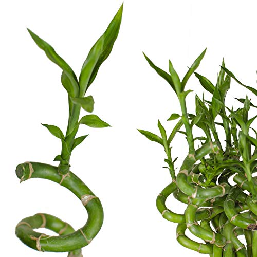 5x Lucky Bamboo Glücksbambus - 50cm GEDREHT - Spiral in verschiedenen Groessen - Zimmerbambus Gluecksbambus Zimmer Deko Bam Boo dracaena sanderiana Zimmerpflanze von Unbekannt