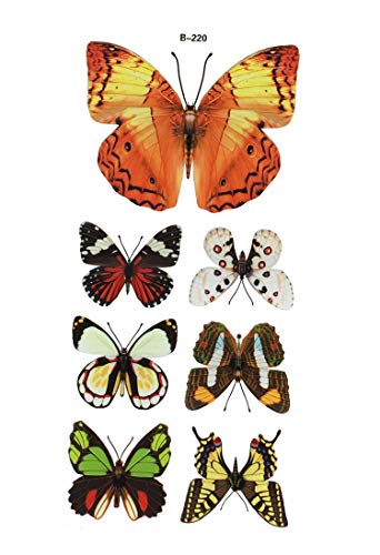7 Stück Deko Schmetterlinge mit Magnet Magnetschmetterling Kühlschrankmagnet von GMMH