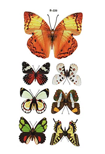 paradieseinkauf 7 Stück Deko Schmetterlinge mit Magnet Magnetschmetterling Kühlschrankmagnet von GMMH