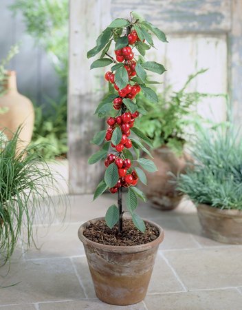 Blumen-Senf Säulenobst Säulen-Kirsche Prunus avium 'Helena' von Unbekannt