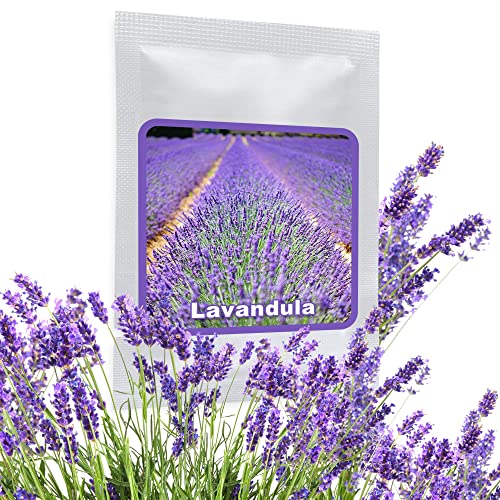 Echter Lavendel ca.150 Samen - Lavandula angustifolia - mehrjährig/winterhart - sehr beliebte Gartenpflanze mit aromatischen Duft von Magic of Nature