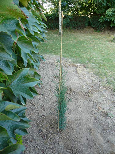 Générique NO Name 7 Rankstäbe, Bambus, 90 cm, SM Pflanzen, Natur von Unbekannt