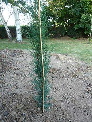 Générique NO Name Bambusstäbe, 150 cm, SM Pflanzen, Natur, 4 Stück von Unbekannt