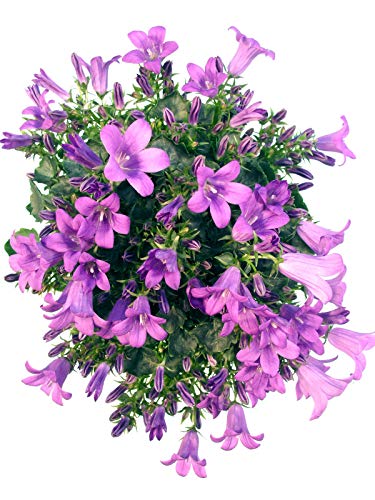 Glockenblume blau-lila Glockenblume blau-lila von Unbekannt