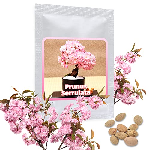 Japanische Zierkirsche/Blütenkirsche 10 Samen/Pack (Prunus serrulata) - ein rosa Blütentraum im Garten von Magic of Nature