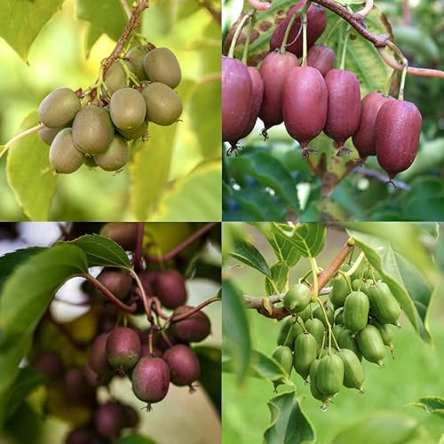 Kiwibeeren "Bestseller Quintett" Mini-Kiwi - 5 Pflanzen - direkt von KIWIRI - Europas Kiwi-Spezialisten. Mit Sortengarantie! von Unbekannt