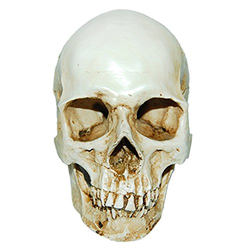 Unbekannt 5ELC Resin skull, Acrylic von MagiDeal