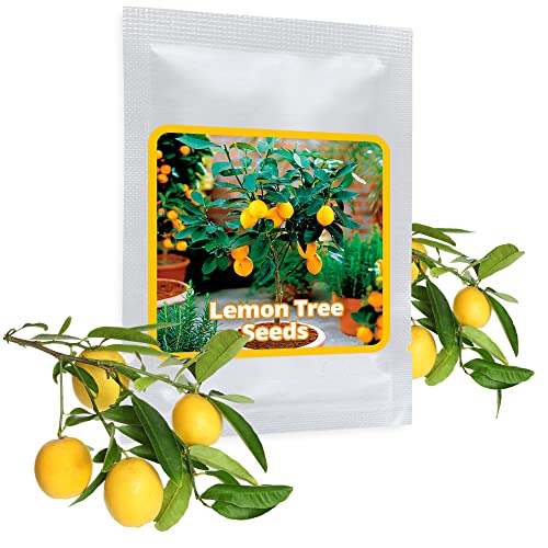 Mini Zitronenbaum Samen - 10 Stück/Pack - Zitrone - Citrus - Bonsai geeignet von Magic of Nature