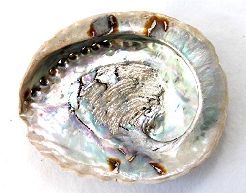 Muschel Schnecke Haliotis midae natur ca. 13 - 16 cm Abalone Paua Seeohr Shell von Unbekannt