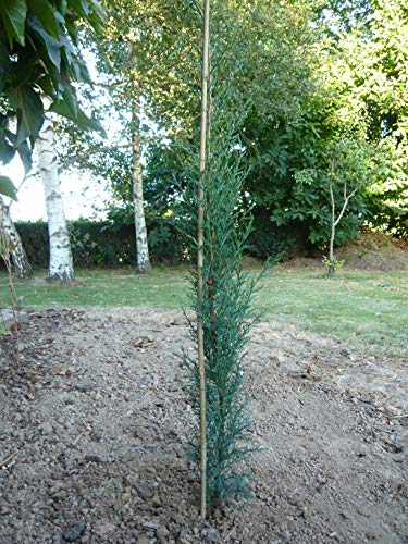 No Name Rankhilfe aus Bambus, 120 cm, SM, Pflanzen, Natur von Unbekannt