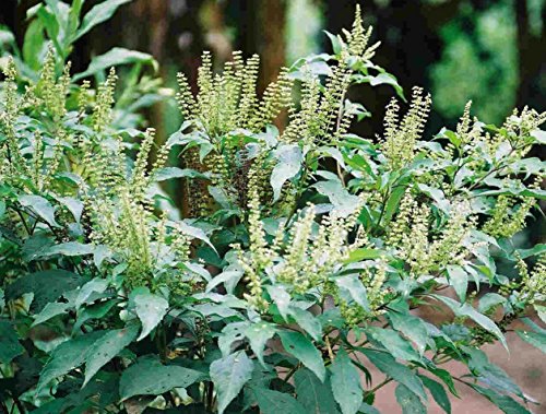 Ocimum gratissimum | West African Wild Nelke Basilikum | 50 _ Samen von Unbekannt