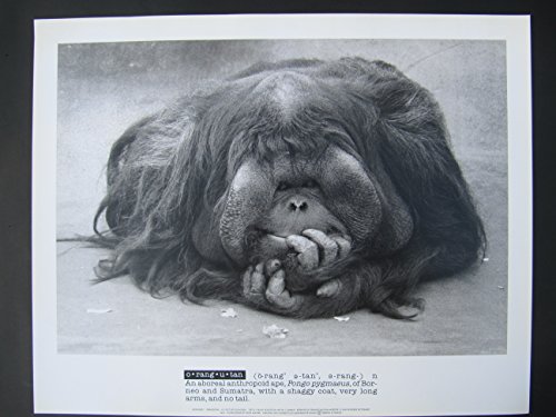 Orangutan (Menschenaffe Portrait 9, Poster 40 x 50 cm von Unbekannt