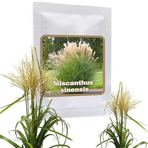 RIESEN CHINASCHILF ca.100 Samen - Silberfeder - Miscanthus chinensis winterhart - Prächtiges Gras für den Garten - ideal als Ufer Pflanze für den Gartenteich, als Sichtschutz oder als Begrenzung geeignet von Magic of Nature