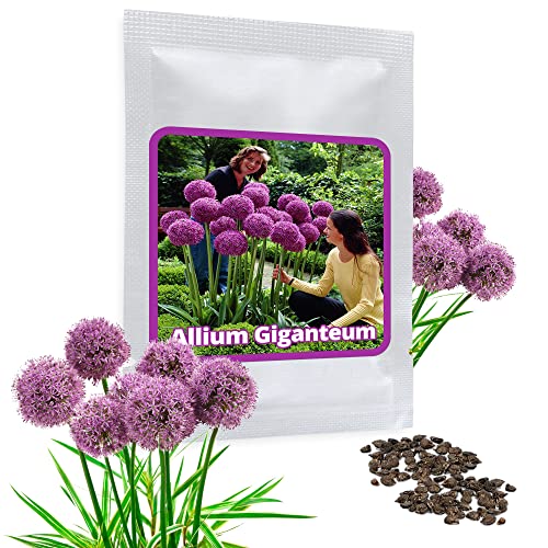 Magic of Nature Riesen Zierlauch - 30 Samen je Pack - Optimales Wachstum bis zu 150cm - Winterharte Zierpflanze für Deinen Garten - Violette Blütenfarbe - Allium giganteum - mehrjährig von Magic of Nature