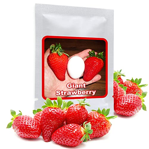 RIESENERDBEEREN ca. 100 Samen - Die größte Erdbeere der Welt "Giant" RIESENERDBEEREN ca. 100 Samen - Die größte Erdbeere der Welt "Giant" von Magic of Nature
