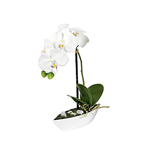 ROLLER Orchidee-Phalaenopis - creme - Kunstpflanze von Unbekannt