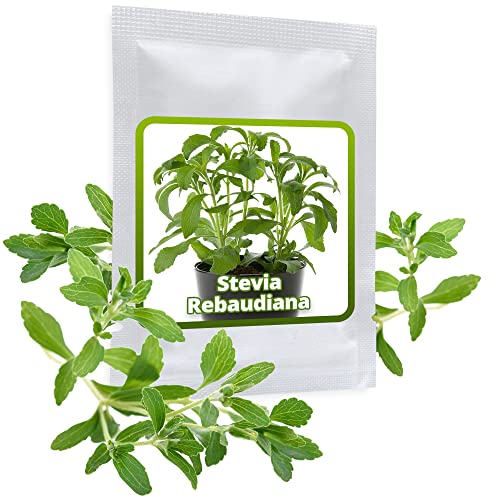 STEVIA SAMEN ca. 100 Stück/Pack - Süßkraut/Honigkraut von Magic of Nature