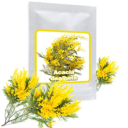 Silberakazie 25 Samen/Pack - Falsche Mimose - Acacia dealbata - ein edles mediterranes Gehölz für Haus, Garten, Terrasse und Balkon von Magic of Nature