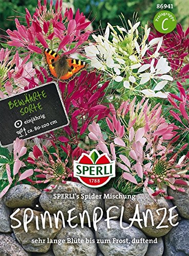 Spinnenpflanze, SPERLING’s Spider Mischung von TOM-GARTEN