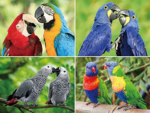 Unbekannt 3 D Platzset Papageien, 2erSet, Tischset, Tier Tiere Aras Vogel Vögel von Unbekannt