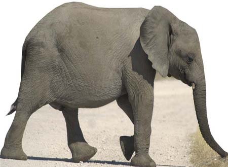 Unbekannt Elefantenbaby - Tierwelt/Tier/Zoo LEBENSGROSSE PAPPFIGUREN/STEHPLATZINHABER/AUFSTELLER von Unbekannt