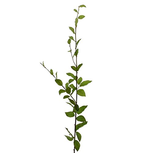 Unbekannt Künstlicher BUCHE Zweig ca 127 cm. Buchenzweig mit Blättern grün von Unbekannt