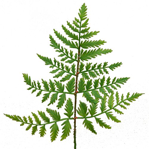 Unbekannt Künstlicher LEDERFARN Pick 35 cm. Kleiner Kunst- Farn- Trieb in grün. Unbekannt Künstlicher LEDERFARN Pick 35 cm. Kleiner Kunst- Farn- Trieb in grün. von Unbekannt