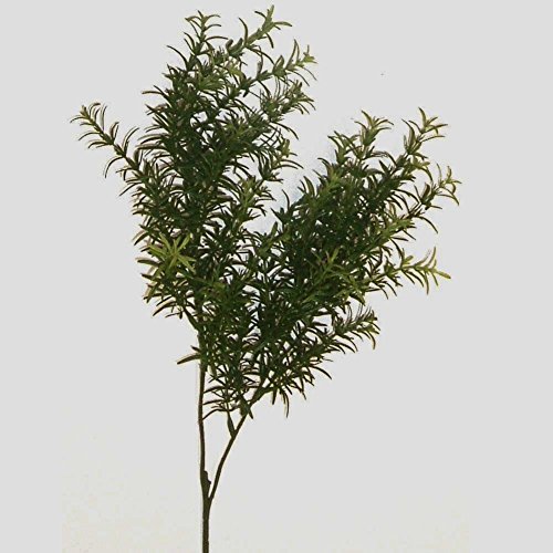 Unbekannt Kunstpflanze SPRENGERIEZWEIG ca 50-65 cm. Asparagus, Zierspargel, Beiwerk. von Unbekannt
