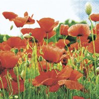 Unbekannt Servietten 20 St. 33x33cm Lunch. Field of Poppies, Mohnblumen Unbekannt Servietten 20 St. 33x33cm Lunch. Field of Poppies, Mohnblumen von Unbekannt