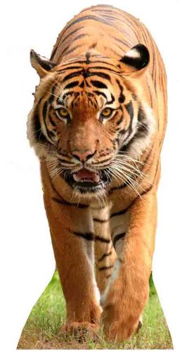 Unbekannt Tiger - Tierwelt/Tier/Zoo LEBENSGROSSE PAPPFIGUREN/STEHPLATZINHABER/AUFSTELLER von Unbekannt