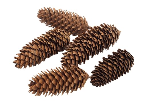 Unbekannt Zapfen Fichtenzapfen Braun Deko Natur Tischdeko Weihnachten Advent Basteln Herbst 5 Stück von Unbekannt