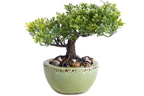 Unbekannt künstlicher Mini Bonsai in grüner ovaler Keramikschale (Ficus-Bonsai) von Unbekannt