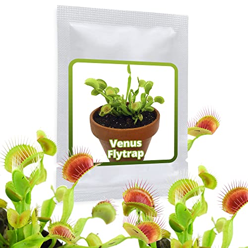 Venusfliegenfalle - ca. 20 Samen - Dionaea muscipula - fleischfressende Pflanze die neben Fliegen auch Spinnen, Ameisen und sogar Wespen fangen kann Venusfliegenfalle - ca. 20 Samen - Dionaea muscipula - fleischfressende Pflanze die neben Fliegen auch Spinnen, Ameisen und sogar Wespen fangen kann von Magic of Nature