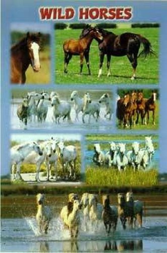Wild horses (Pferde), Poster 92 x 61 cm von Unbekannt