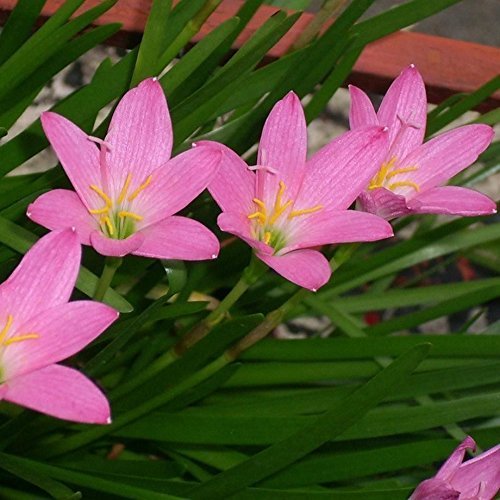 Zephyranthes- Pink Rain Lily, (10 Zwiebeln.) Jetzt lieferbar! Hirschresistent von Unbekannt