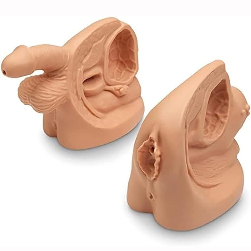 Unbit 2Pcs männlich und weiblich Katheter Anatomie Modell, Urin-Katheterisierung Modell internen und externen Genitalien Anatomie Modell für klinische Lehre und praktische Ausbildung von Unbit
