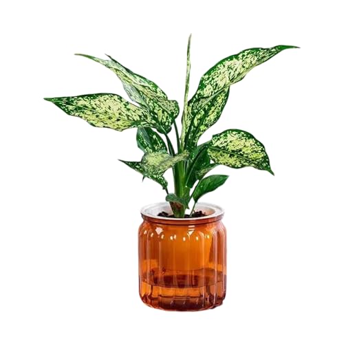 UncleS Eleganter Durchscheinender Hydroponischer Pflanzentöpfe Garten Pflanzer Mit Effizienter Feuchtigkeitskontrolle Für Sukkulenten Bonsais Watering Pflanzer Geeignet von UncleS