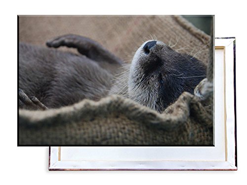 Unified Distribution Schlafender Otter - 60x40 cm - Bilder & Kunstdrucke fertig auf Leinwand aufgespannt und in erstklassiger Druckqualität von Unified Distribution