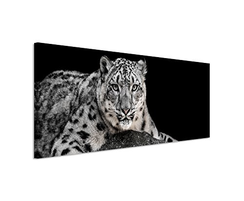 Bild 120x40cm Tierbilder – Liegender Schneeleopard von Unique