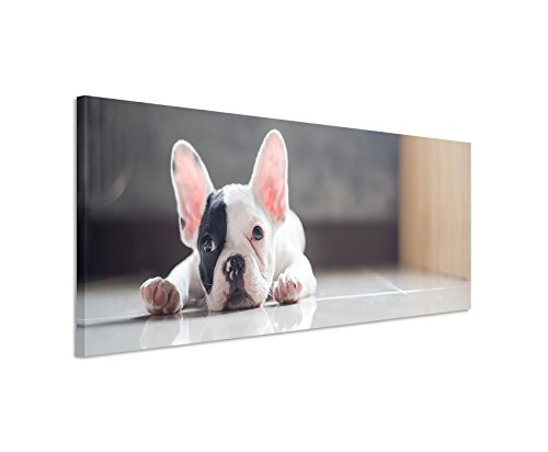 Bild 120x40cm Tierbilder – Niedliche kleine Französische Bulldogge von Unique