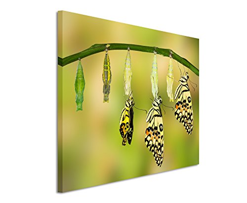 Unique Fotoleinwand 120x80cm Tierbilder – Schlüpfende Schmetterlinge von Unique